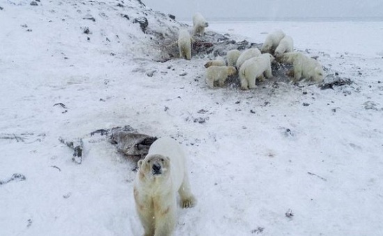 56 con gấu Bắc Cực sống trong ngôi làng ở Nga