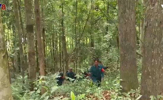 Đưa gần 28ha rừng vào diện quy hoạch rừng phòng hộ tại Quế Sơn