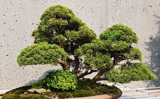 Loạt cây bonsai đắt giá bị đánh cắp, nghệ nhân xin kẻ trộm hãy chăm sóc cây tốt