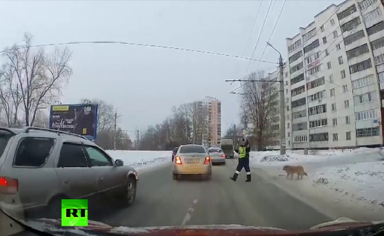 Cảnh sát cho ngừng các phương tiện giao thông để chó bị thương qua đường