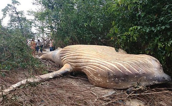Phát hiện xác cá voi trong rừng Amazon