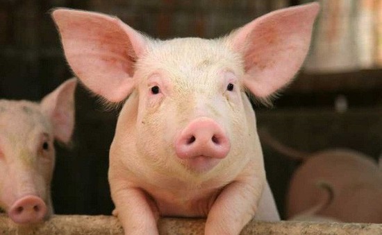 Lợn - loài vật báo hiệu may mắn nhưng thường gây phiền toái ở Hong Kong