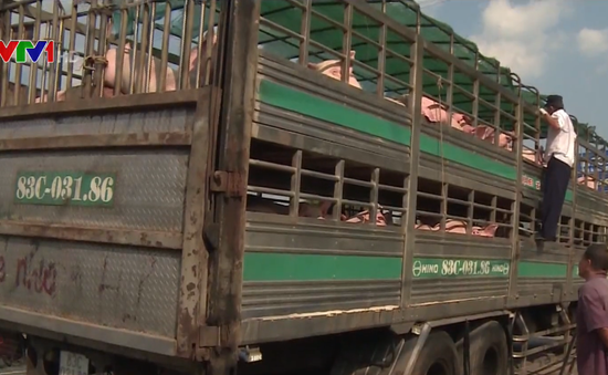 Tiền Giang lập chốt kiểm dịch để ngăn dịch tả lợn châu Phi