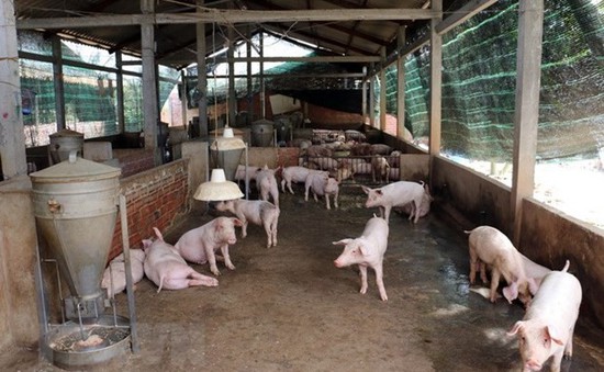 Xuất hiện dịch tả lợn châu Phi ở tỉnh Sơn La