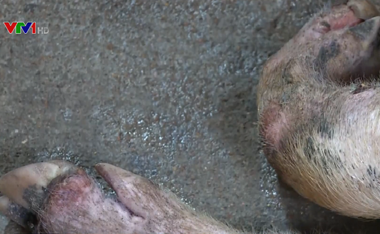Tập trung ngăn chặn bệnh lở mồm long móng và dịch tả lợn châu Phi