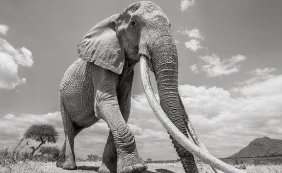 Hãy chiêm ngưỡng vẻ đẹp của loài động vật ngà voi Châu Phi, với chiếc ngà tuyệt đẹp và sự to lớn mạnh mẽ. Bạn sẽ không thể rời mắt khỏi hình ảnh quyến rũ này.