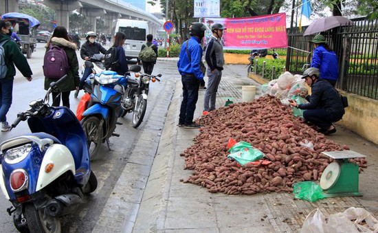 Cộng đồng tình nguyện 'giải cứu' hàng trăm tấn khoai lang