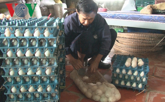Người nuôi vịt rọ ở Đồng Tháp lao đao vì giá trứng giảm