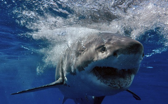 Cá mập có nguy cơ tuyệt chủng cao