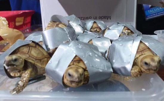 Philippines thu giữ hơn 1.500 con rùa trong hành lý ký gửi