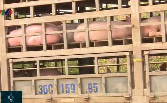 Giá lợn chênh lệch, việc phòng chống dịch tả lợn châu Phi gặp nhiều khó khăn
