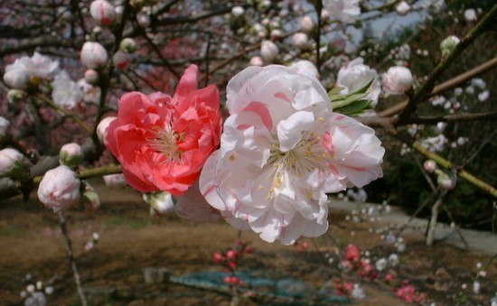 Du lịch Ibaraki mùa xuân với hoa mơ và các lễ hội