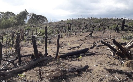 Phát hiện hơn 4ha rừng bị đốt phá tại Gia Lai