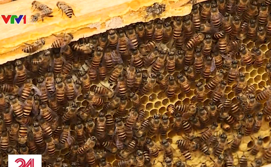 Phú Thọ: Lạ lùng xã ra yêu cầu dân di dời đàn ong vì… hại hoa màu