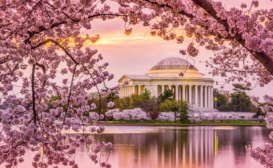 Hàng triệu người đổ về Washington D.C, Mỹ để ngắm hoa anh đào