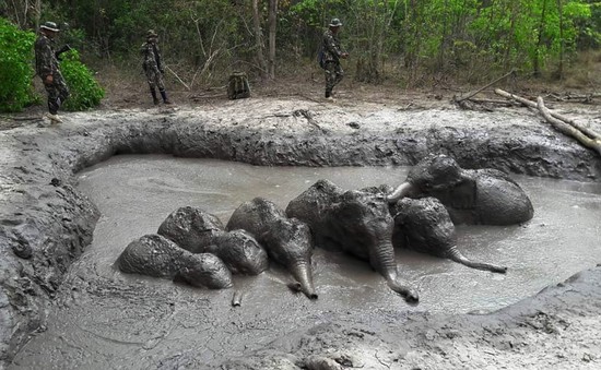 Giải cứu 6 chú voi con bị sa lầy trong nhiều ngày
