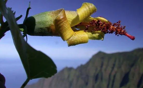Thiết bị bay không người lái bất ngờ phát hiện loài hoa ở Hawaii được cho đã tuyệt chủng