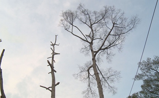 TP.HCM: Nhiều cây cổ thụ trong công viên chết khô không rõ nguyên nhân