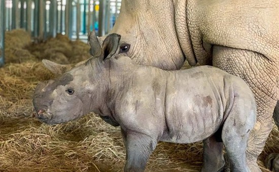 Chào đón 2 tê giác con chào đời ở Phú Quốc