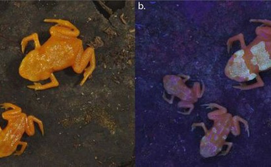 Các nhà khoa học phát hiện ra những con ếch độc có xương phát sáng qua da