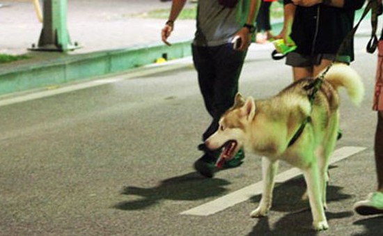 Chó thả rông, không rọ mõm nơi công cộng: Gây nguy hiểm cho cộng đồng