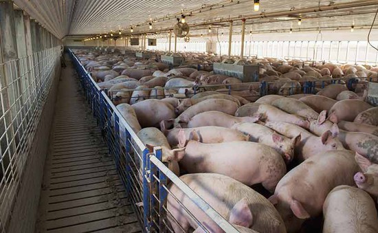 Hàn Quốc có thể sẽ cấm sử dụng thức ăn thừa để chăn nuôi lợn