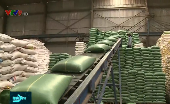 Gạo Việt trước thay đổi chính sách nhập khẩu từ Philippines