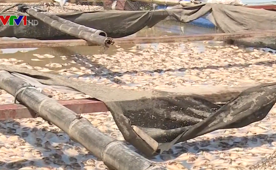 Cá làng bè lại chết trắng trên sông La Ngà, Đồng Nai