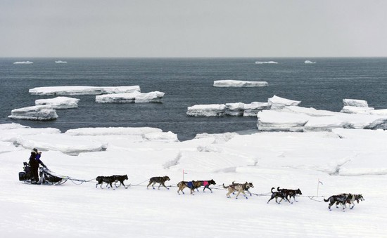 Báo động băng tan ở biển Bering