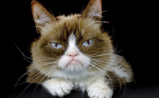 “Cô mèo cau có” nổi tiếng trên mạng xã hội qua đời