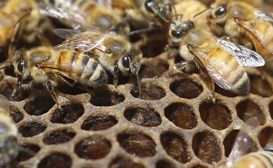 Dự án nuôi ong lấy mật trong nhà tù Đức