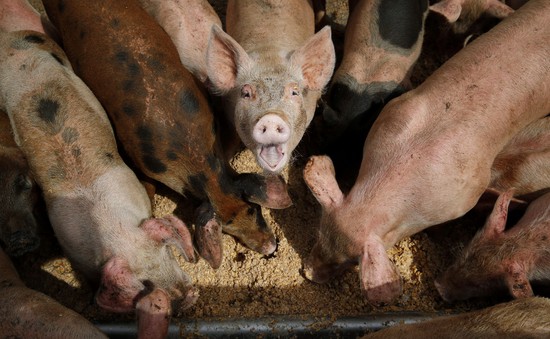 Hàn Quốc giám sát chặt thức ăn thừa để ngăn dịch tả lợn châu Phi