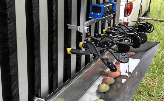 Australia thử nghiệm thành công robot hái xoài