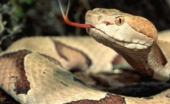 200 người thiệt mạng mỗi ngày do bị rắn độc cắn trên toàn thế giới