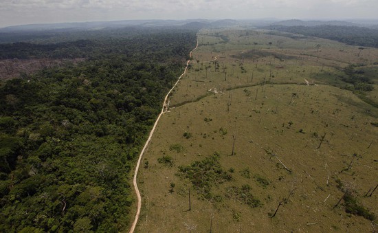 Hơn 900.000ha rừng Amazon bị mất trong 30 năm