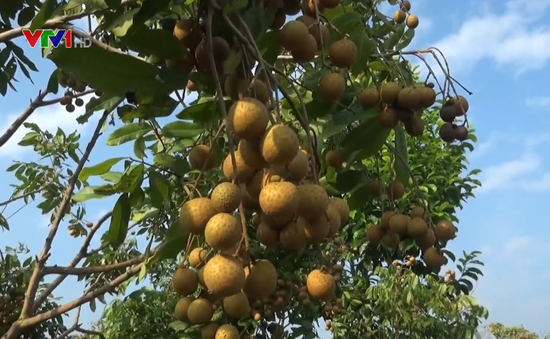 Hợp tác xã kiểu mới tạo đột phá cho phát triển cây ăn quả ở Sơn La