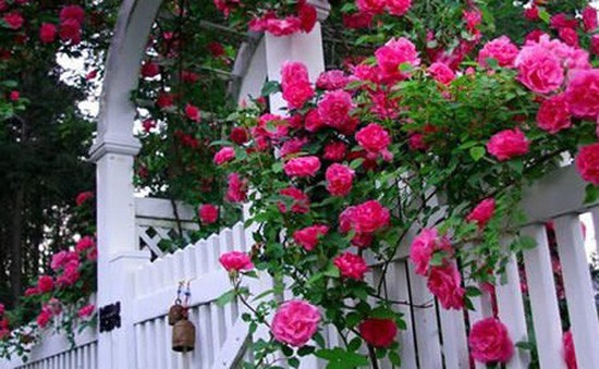 Cách trang trí vườn nhà, ban công bằng cây hoa hồng