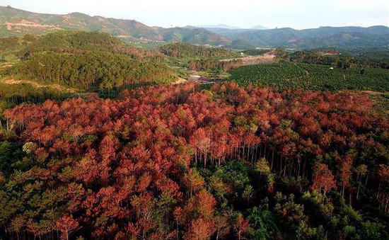 Lâm Đồng: Tái hiện hiện trường vụ hơn 3000 cây thông bị "bức tử"