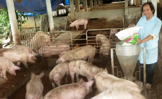 Lâm Đồng khống chế thành công dịch bệnh trên đàn lợn