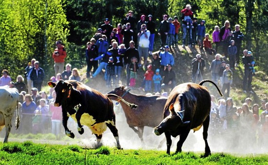 Hàng nghìn người tham gia Ngày hội thả bò truyền thống tại Thụy Điển