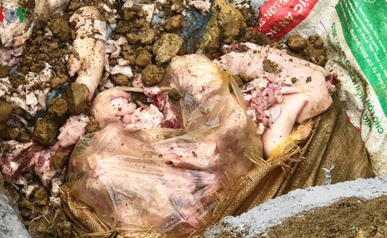 Lào Cai tiêu hủy 3 tạ thịt lợn chuẩn bị nấu ăn từ thiện