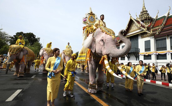 Đàn voi trắng diễu hành mừng nhà vua Thái Lan đăng cơ