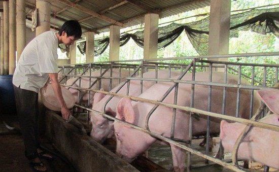 Giá lợn hơi tại miền Nam giảm