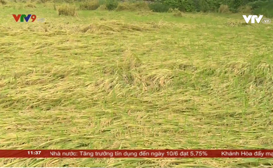 Cần Thơ: Hàng ngàn ha lúa bị lên mọng trên đồng