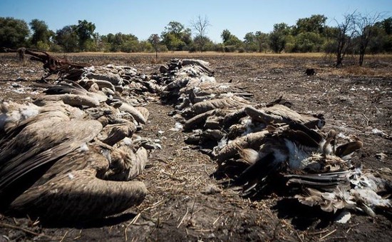 Botswana: Hơn 500 con kền kền chết do bị đầu độc