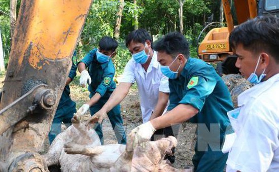 Phát hiện 5 ổ dịch tả lợn châu Phi tại Bình Phước