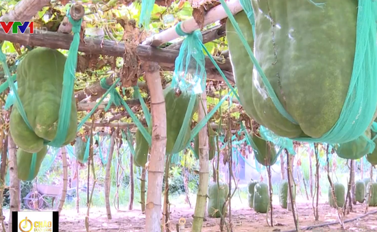 Làng trồng bí đao khổng lồ, có trái nặng tới 60kg ở Bình Định