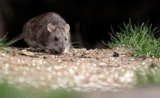 Một phụ nữ Mỹ tử vong nghi do nhiễm virus từ chuột