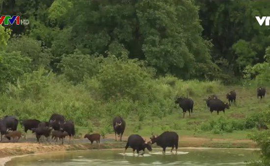 Đi tìm đàn bò tót hoang dã lớn nhất Việt Nam