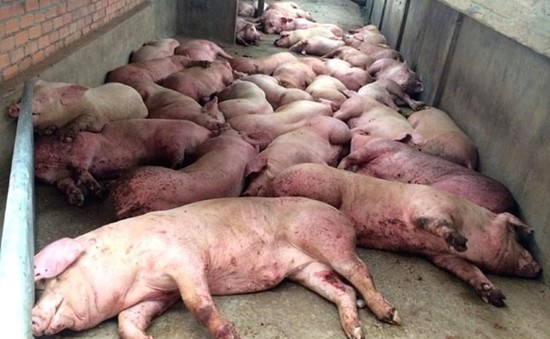 Phát hiện thêm 19 ổ dịch tả lợn châu Phi ở Bình Phước